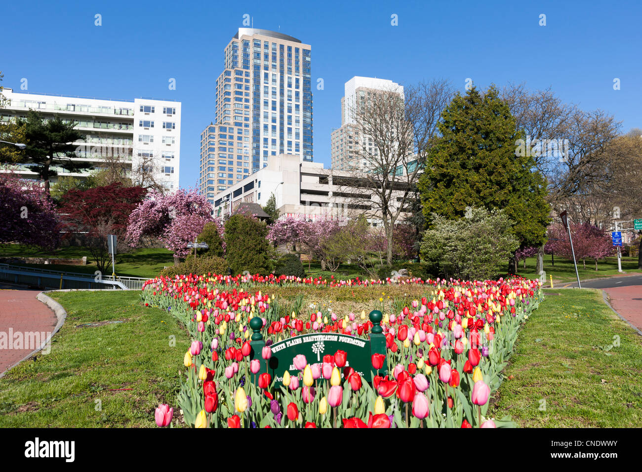 Tulipes maintenu par l'embellissement des plaines blanches Foundation dans le triangle dans le jardin de l'avenue Westchester White Plains, New York. Banque D'Images