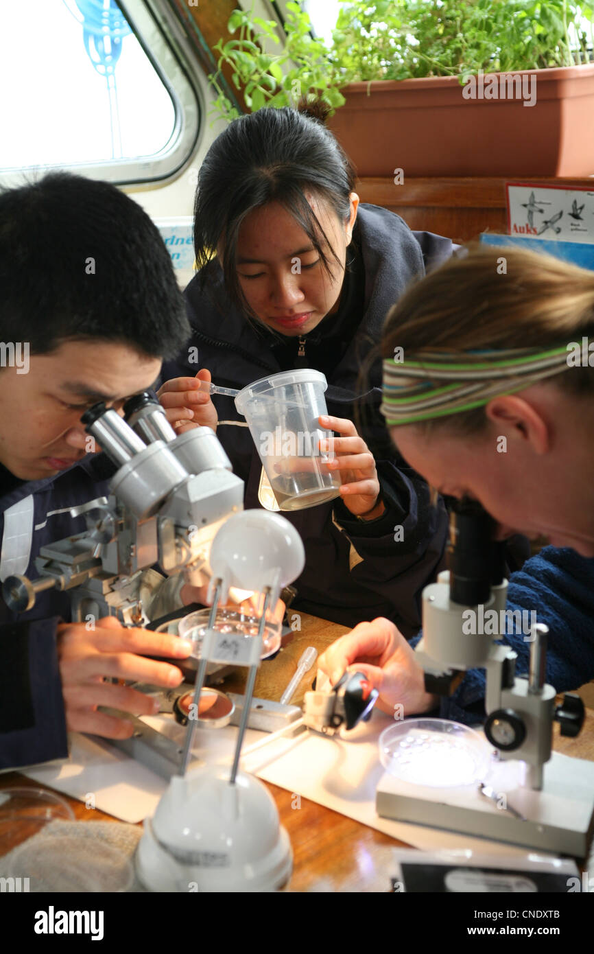 Les étudiants en biologie marine à l'aide de microscopes Banque D'Images