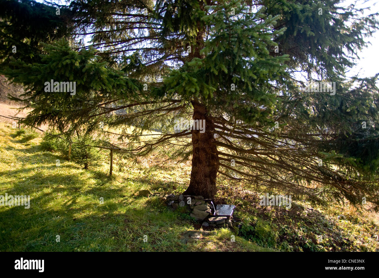 En vertu de l'arbre de printemps Banque D'Images