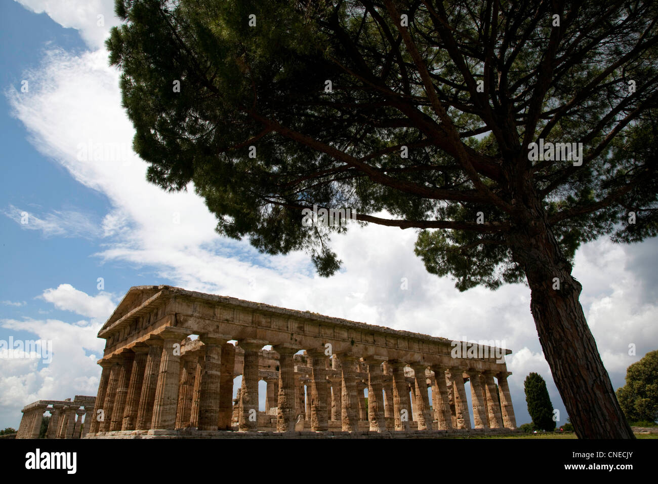 Vue à travers les arbres de la ruines grecques à Paestum, en Italie. Banque D'Images