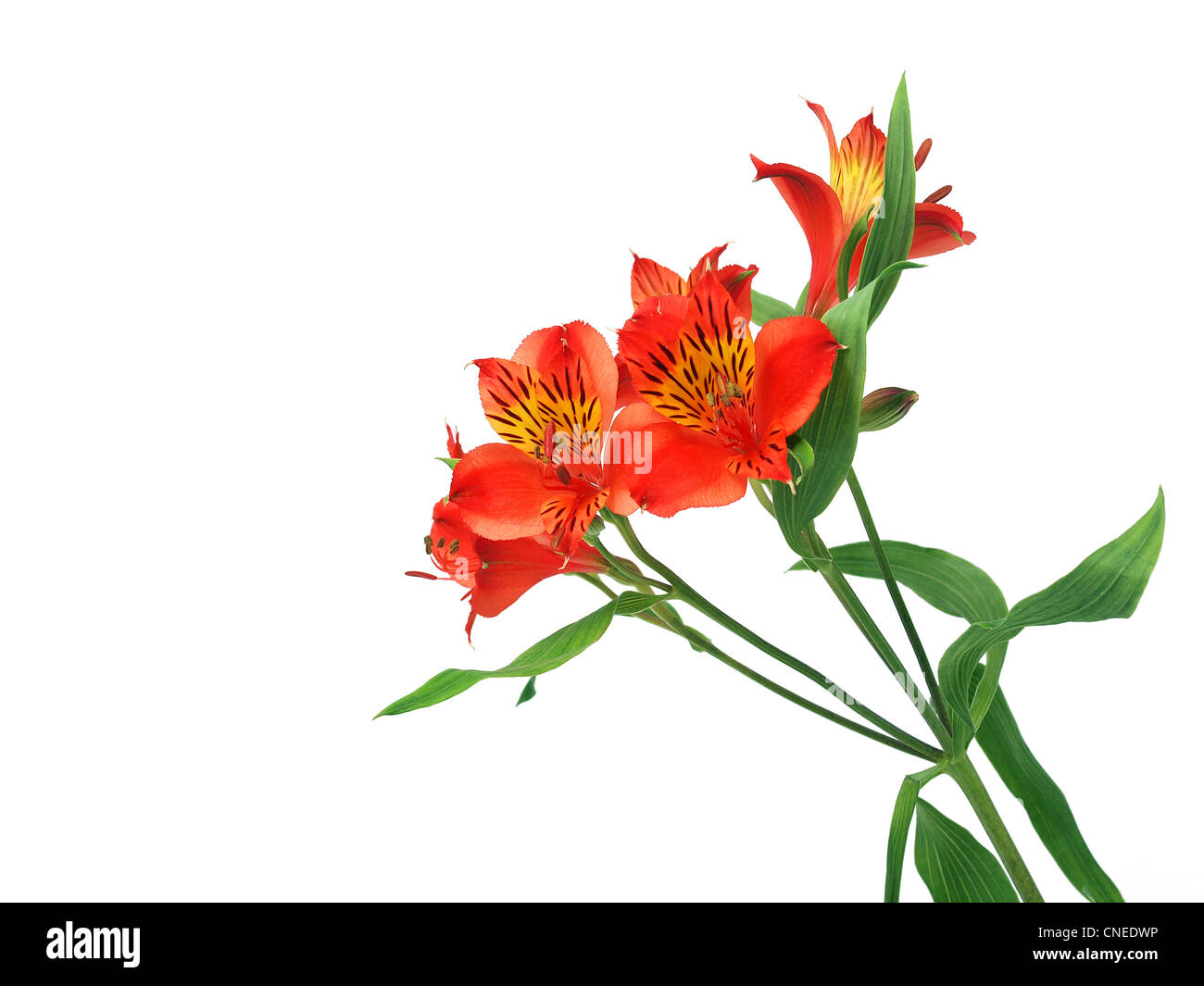 L'Alstroemeria fleurs Lilly Banque D'Images