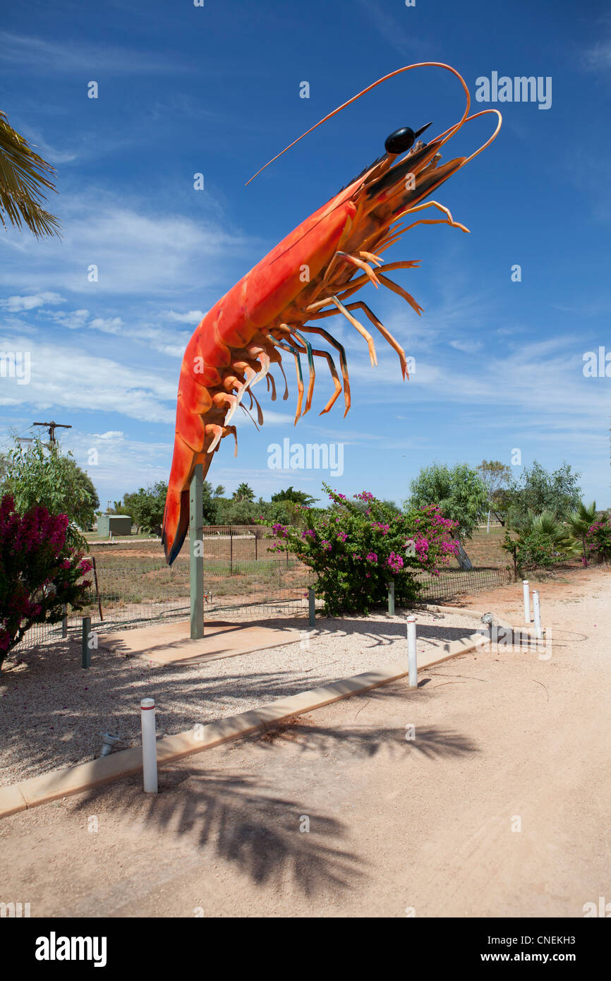 Crevettes géantes à l'extérieur de la pêche d'Exmouth, dans l'ouest de l'Australie. Banque D'Images