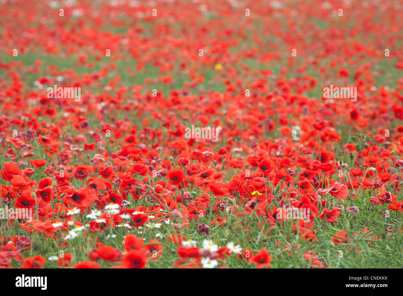 Champ de coquelicots UK Banque D'Images
