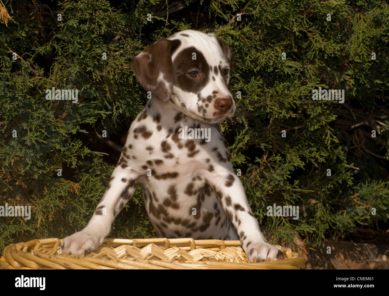 Dalmatien chiot avec pattes sur panier Banque D'Images