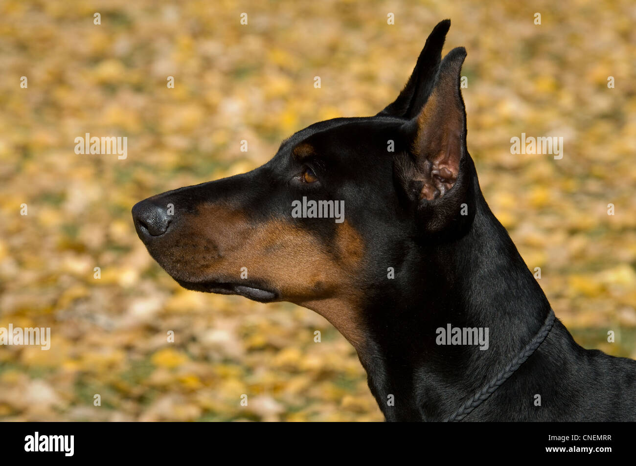 Dobermann-head shot Banque D'Images