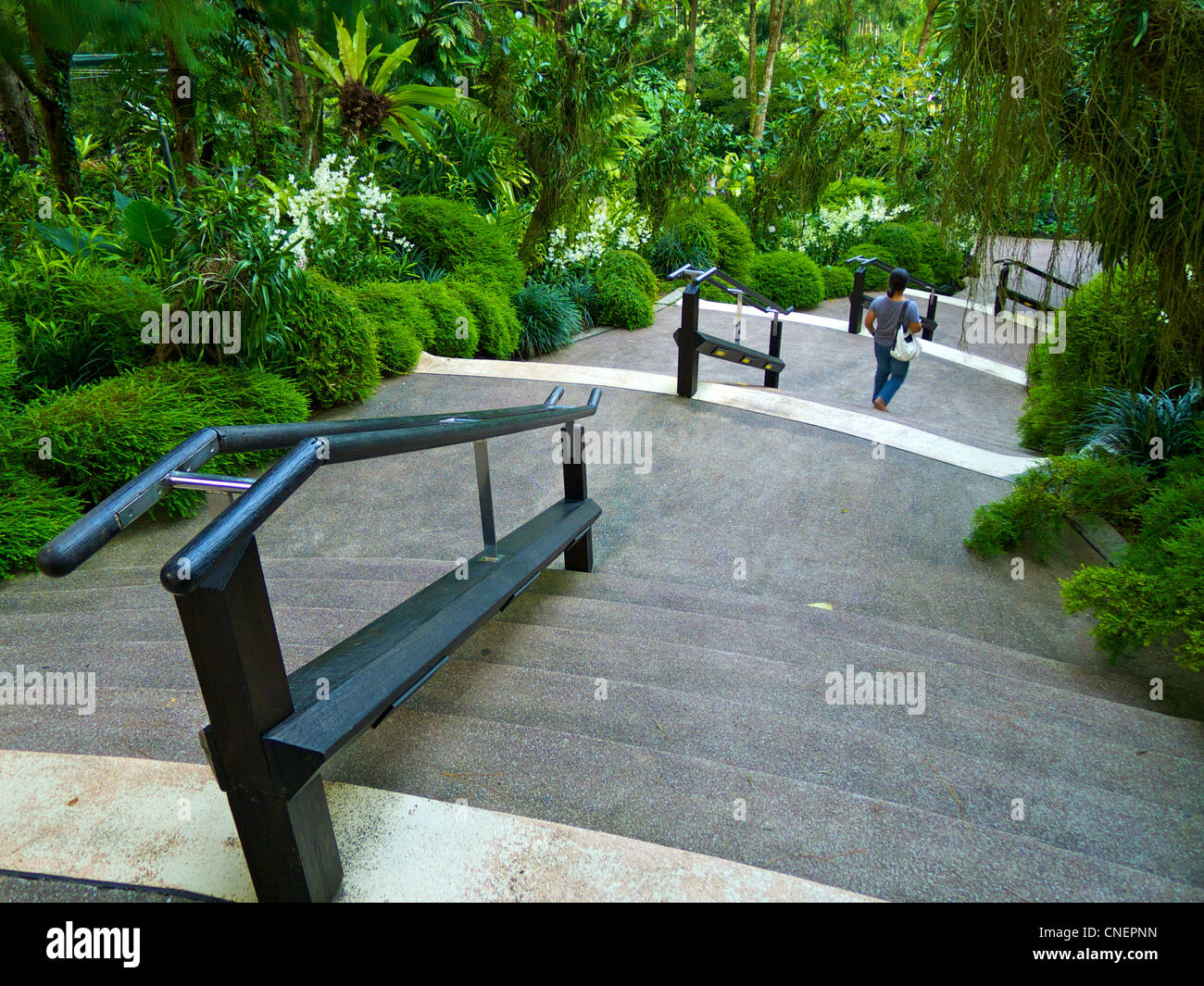 Escaliers dans le National Orchid Garden dans les jardins botaniques de Singapour Banque D'Images