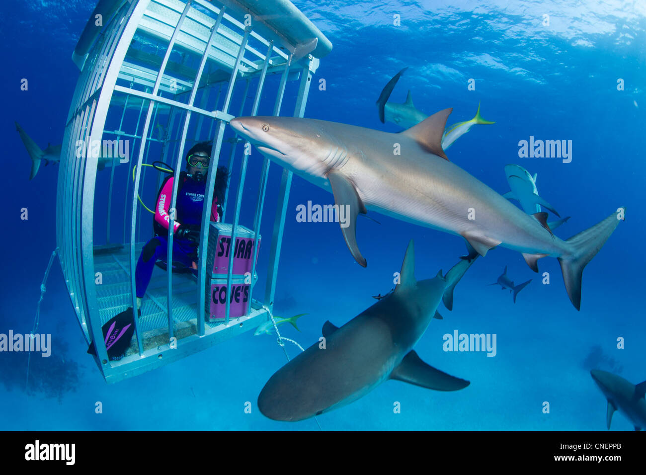 Plongeur femelle en cage Requins Requins jusqu'chums Banque D'Images