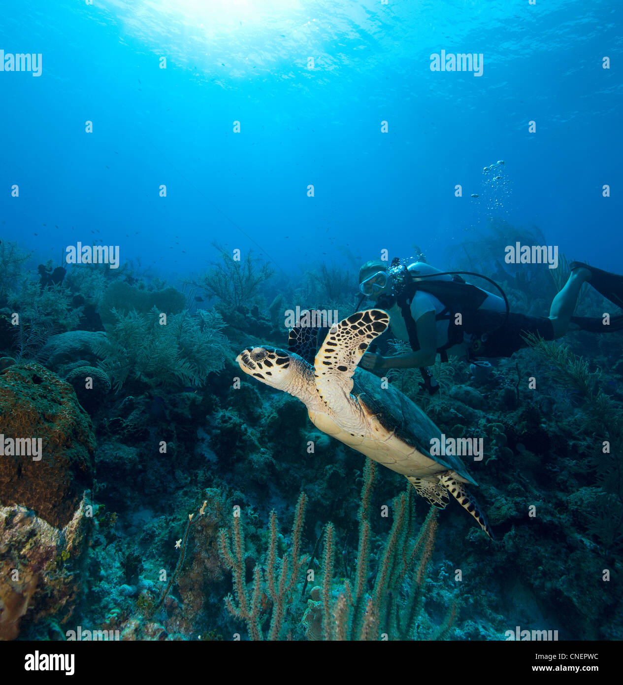 Scuba Diver avec tortue sur coral reef Banque D'Images