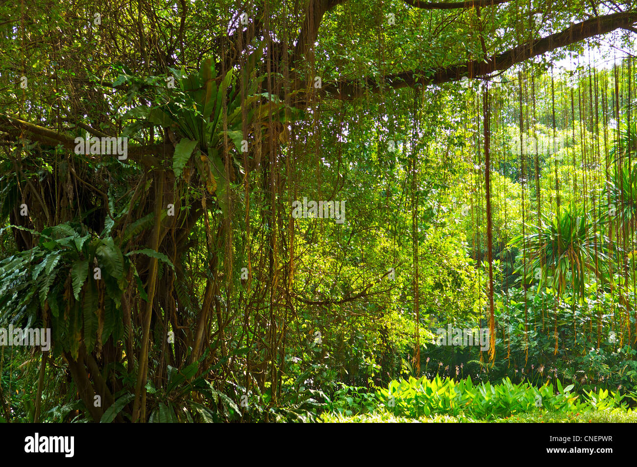 Hanging tree dans les jardins botaniques de Singapour Banque D'Images