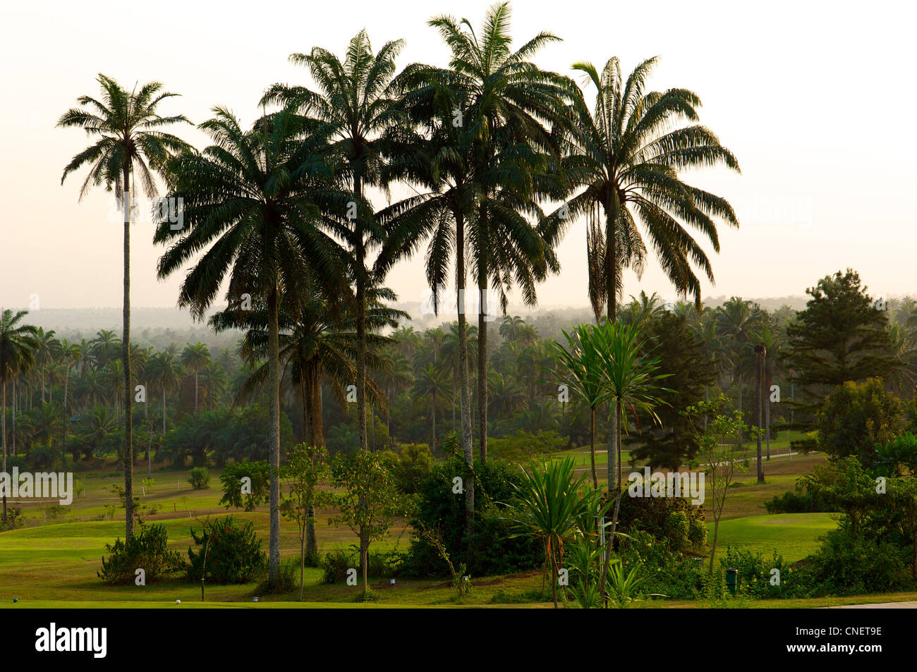 Une section de l'golf 18 trous au Golf Resort Le Méridien d'Uyo dans Etat d'Akwa Ibom dans theNiger dans le sud du delta du Nigeria Banque D'Images