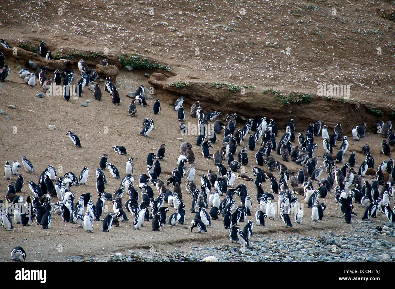 L'île de Magdalena accueil à 50000 Megellanic Patagonie Chili pingouins Banque D'Images