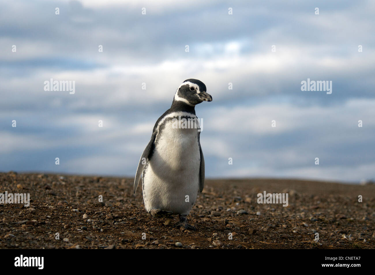 Megellanic penguin Island Chili Patagonie australe Magdalena Banque D'Images