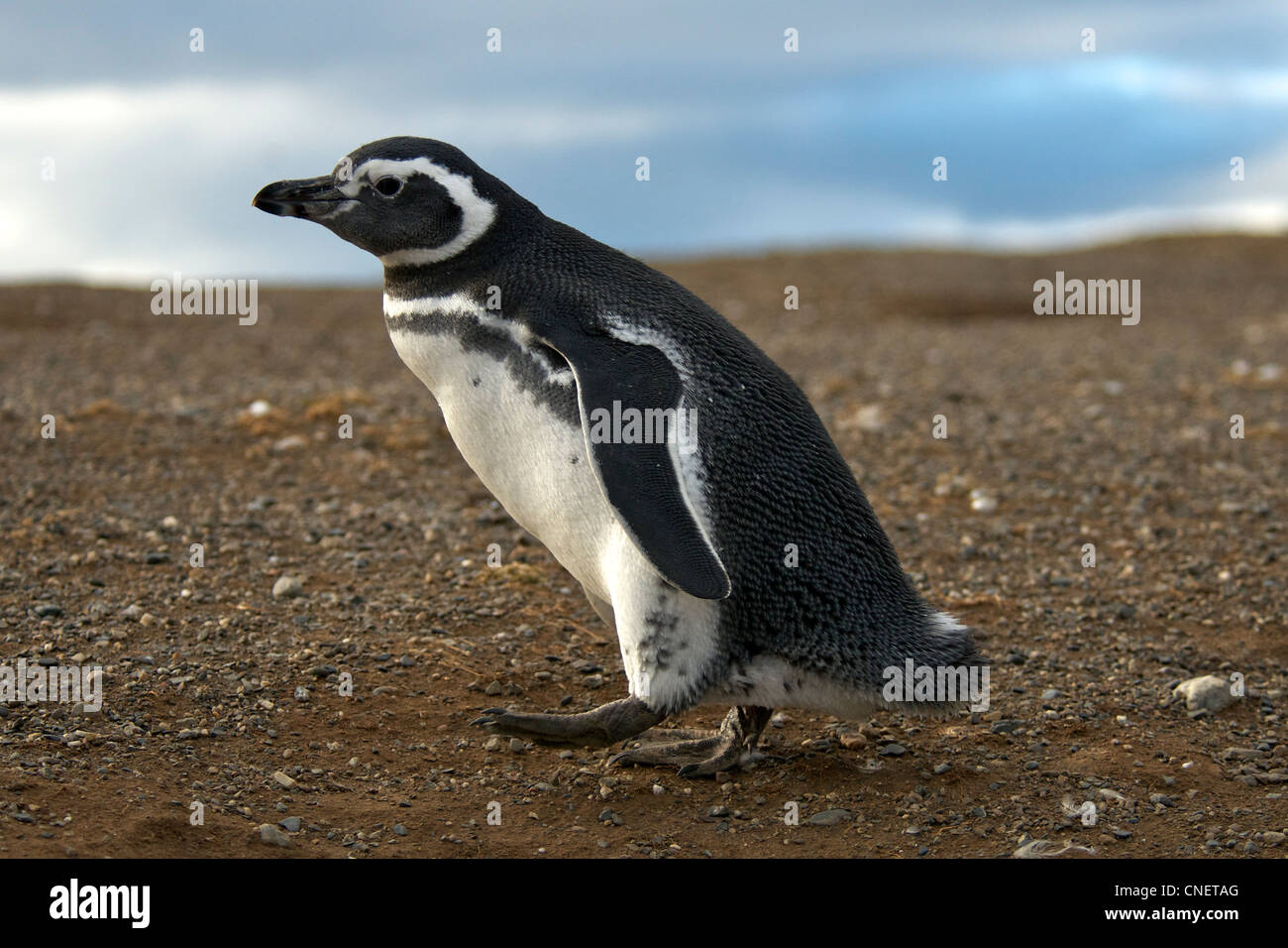 Megellanic penguin Island Chili Patagonie australe Magdalena Banque D'Images