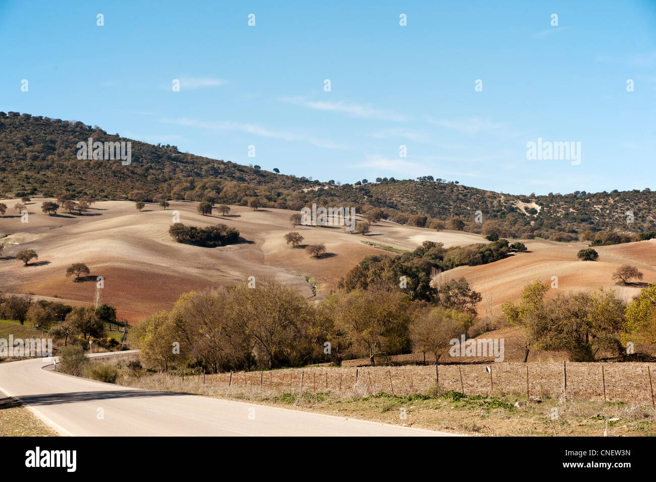 Paysage près de Prado del Rey, la Province de Cádiz, Andalousie, Espagne Banque D'Images