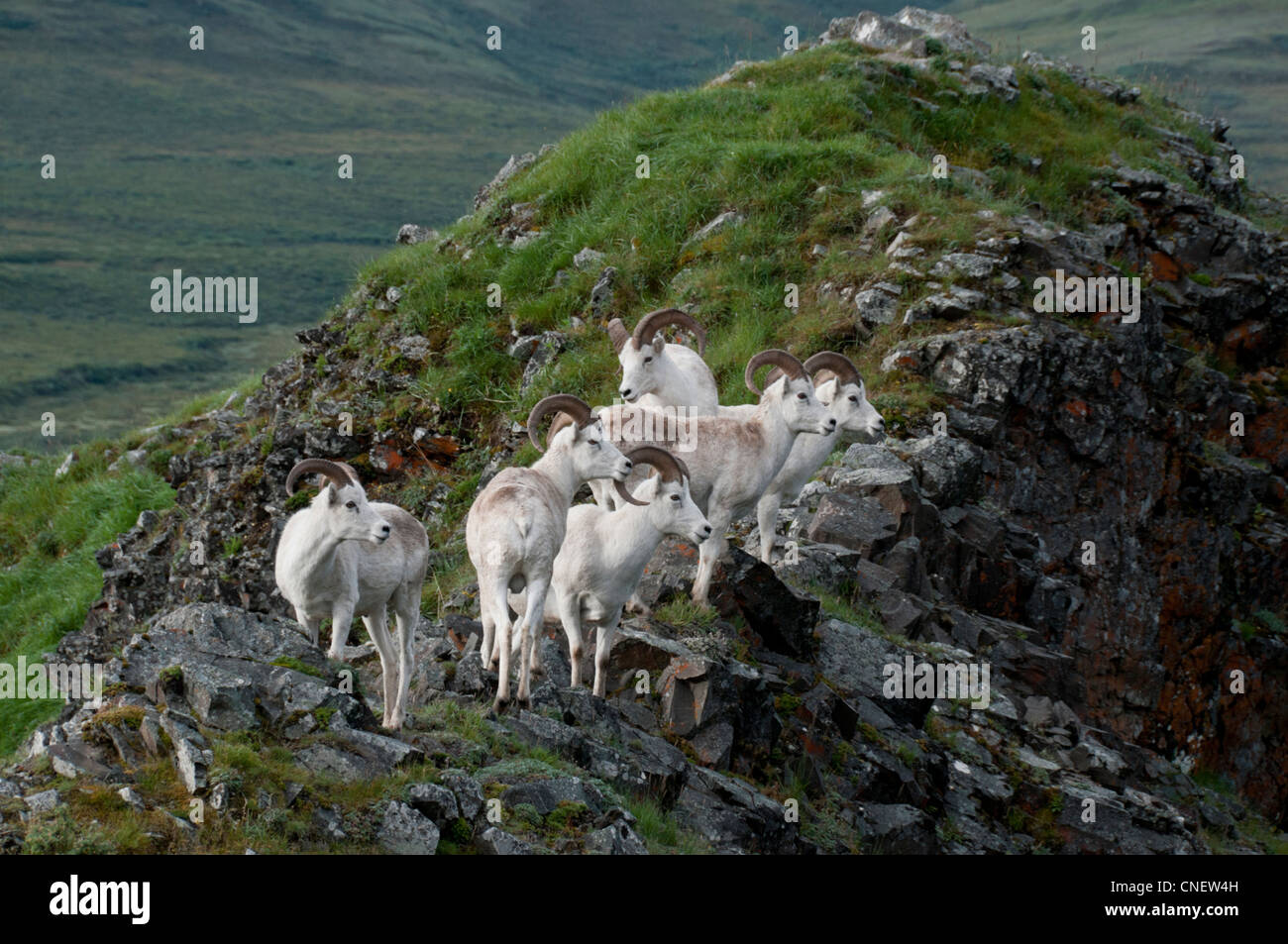 L'utilisation de béliers Dall hauteurs rocheuses pour éviter les prédateurs dans le parc national Denali en Alaska. Banque D'Images