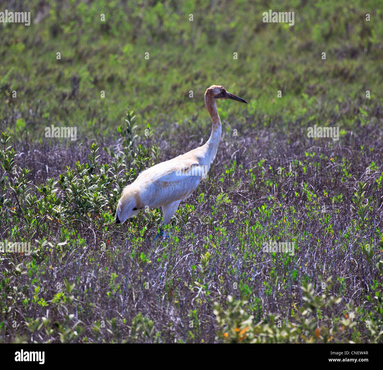 Grue blanche poussin, Grus americana, à Aransas N.W.R., la Côte du Golfe, au Texas. Banque D'Images