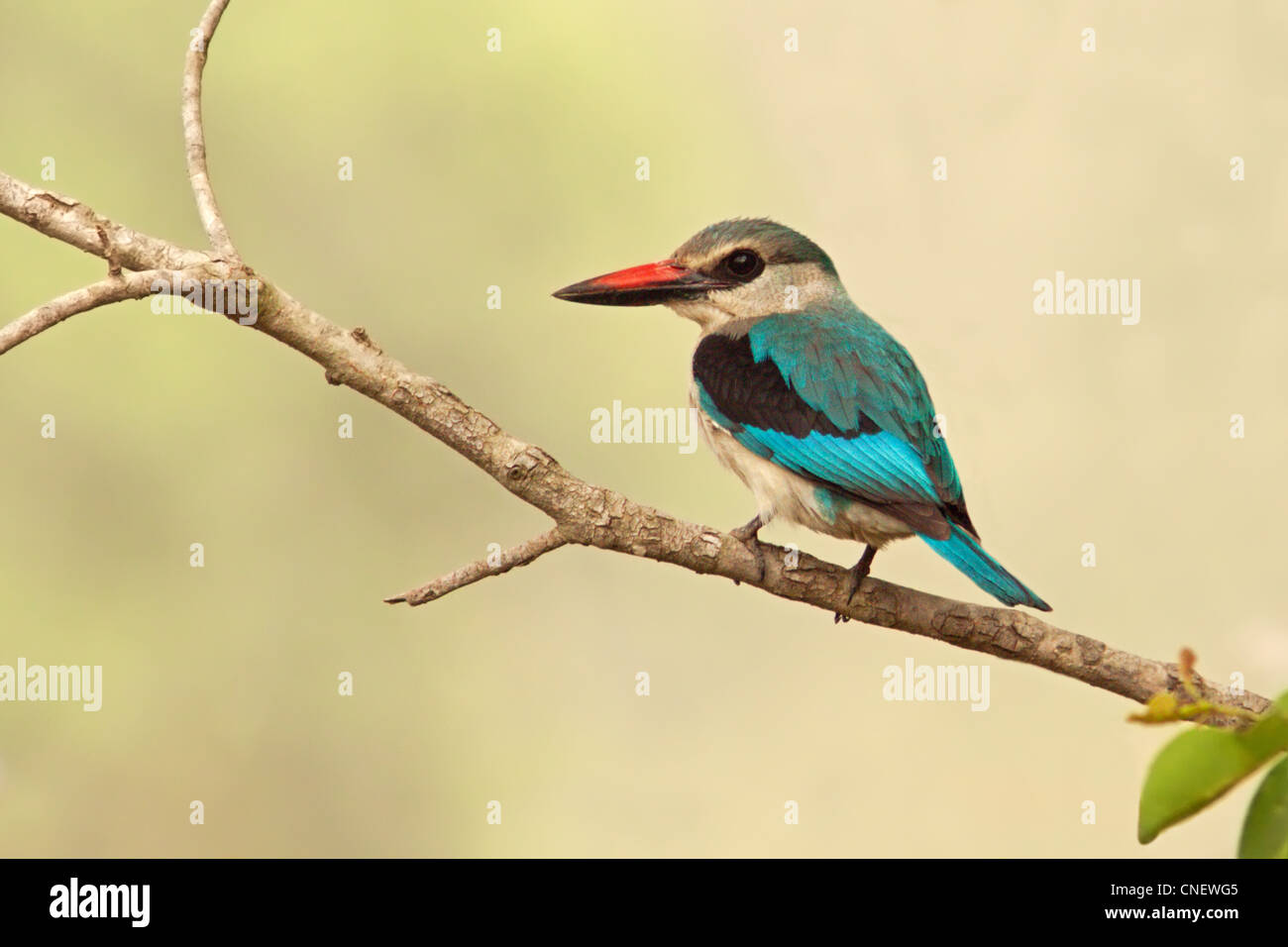 Woodland Kingfisher Banque D'Images