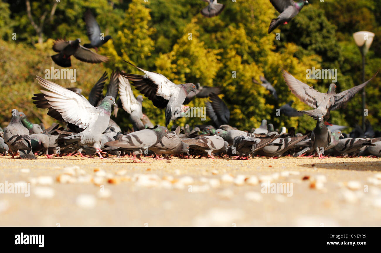 Beaucoup de pigeons dans un parc qui se nourrissent de grains sur une journée ensoleillée Banque D'Images