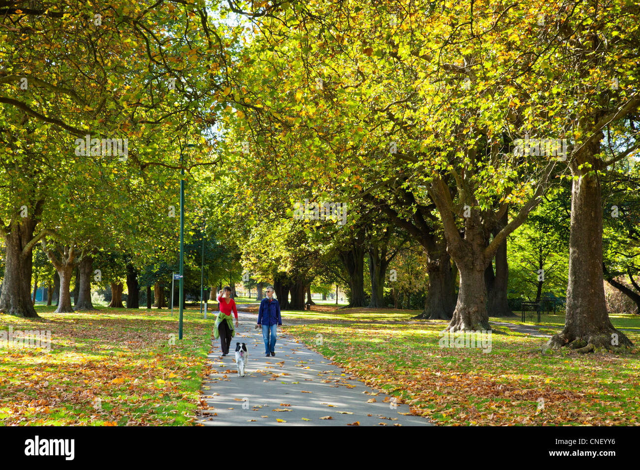 Hagley Park l'Avenue en automne,couple walking with dog, Christchurch, Nouvelle-Zélande. Banque D'Images