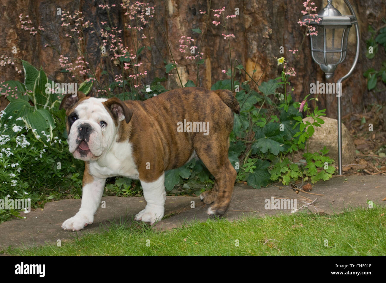 Chiot bouledogue anglais walking Banque D'Images