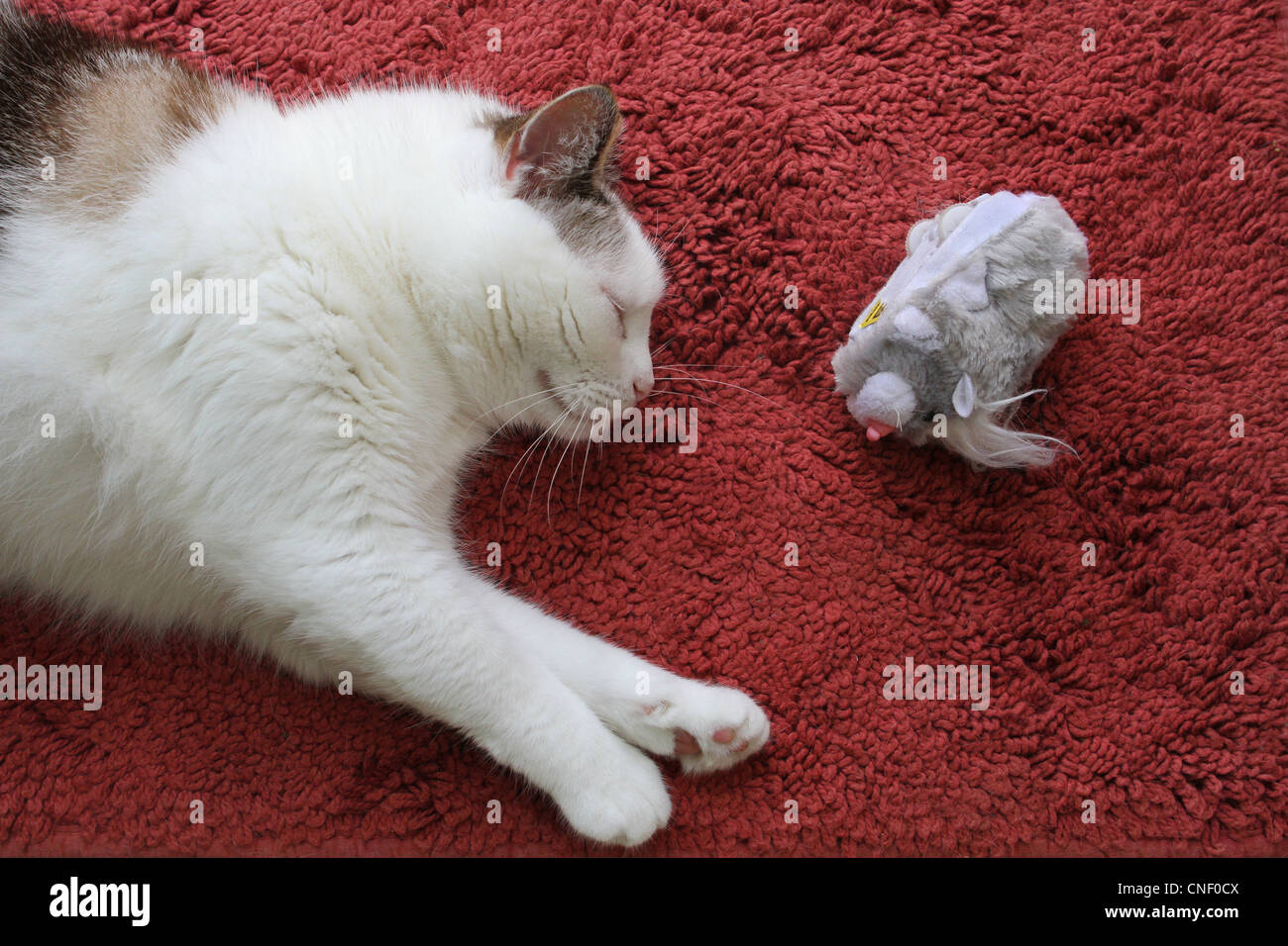 Un gros plan d'un chat de dormir à côté d'un jouet animal. Banque D'Images