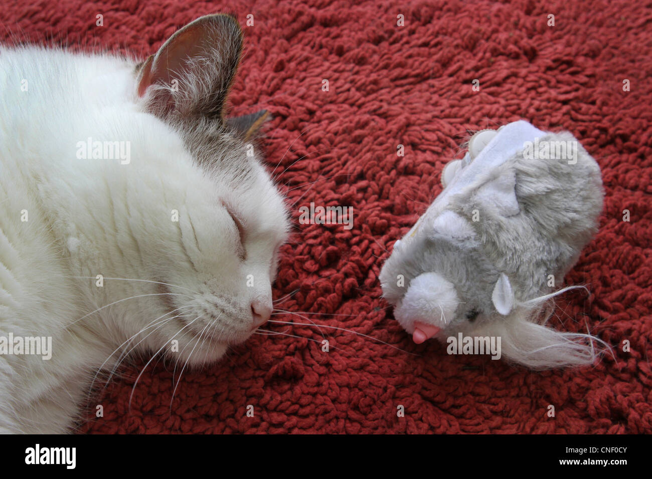 Un gros plan d'un chat de dormir à côté d'un jouet animal. Banque D'Images
