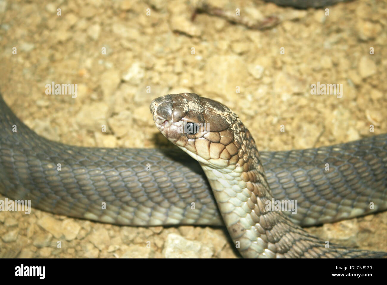 Tête de serpent gris close up photo. Banque D'Images