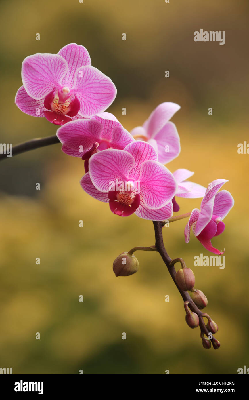 Orchidées pourpres au printemps Banque D'Images