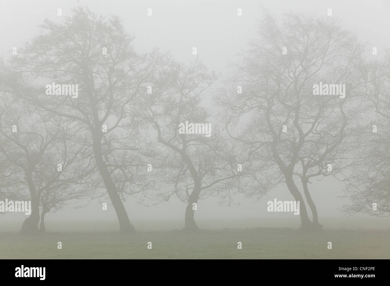 Des silhouettes d'arbres entourés de brouillard misty sur un matin de printemps au Yorkshire Banque D'Images