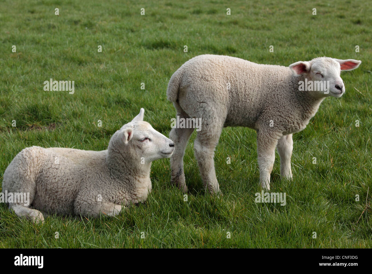 Agneaux bébé dans un champ pendant la saison d'agnelage de Nidderdale, Yorkshire Banque D'Images