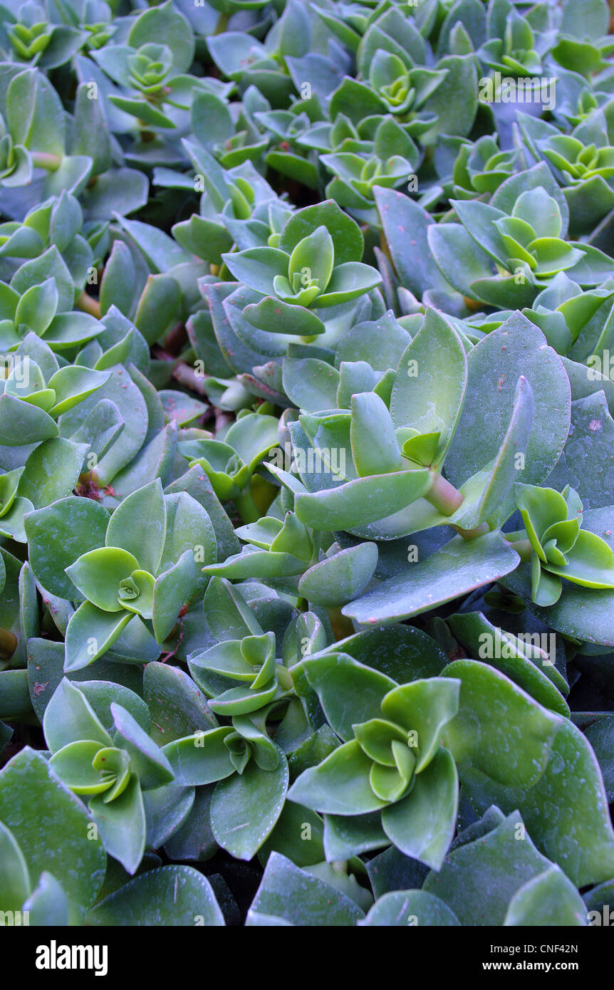 Succulentes Crassula lactea Banque D'Images