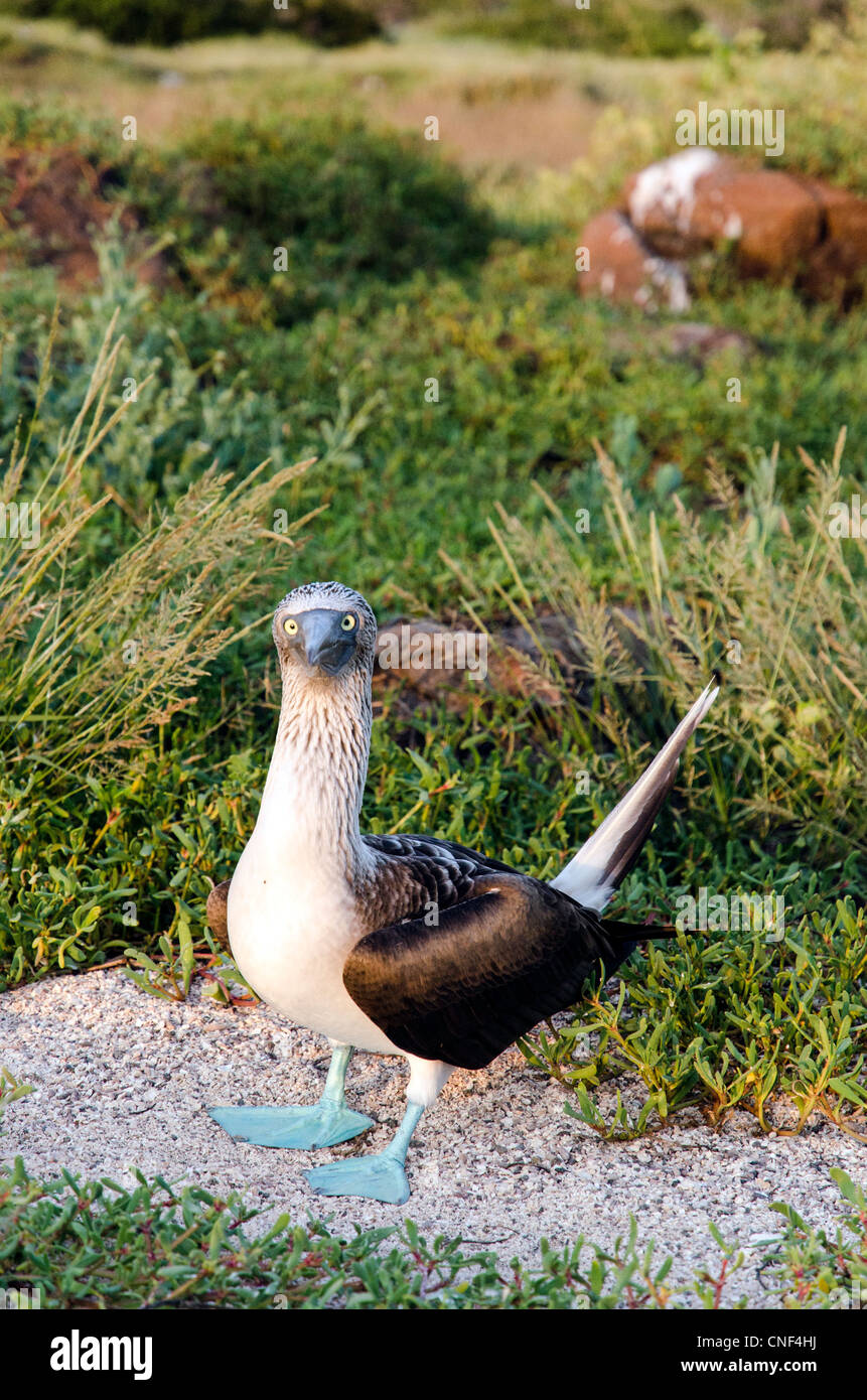 Blue-footed booby North Seymour Equateur Galapagos Banque D'Images