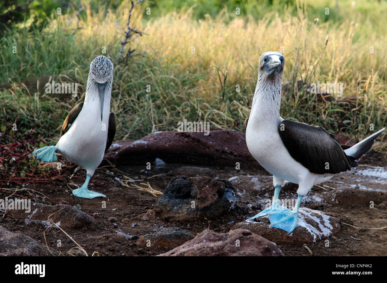 Blue-footed booby North Seymour Equateur Galapagos Banque D'Images