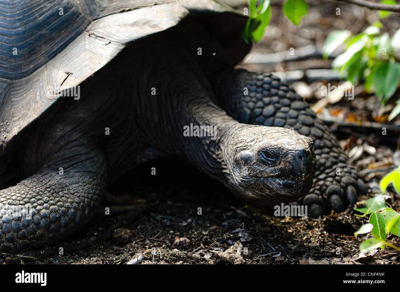 Les tortues géantes des îles Galapagos Équateur Santa Fe Banque D'Images