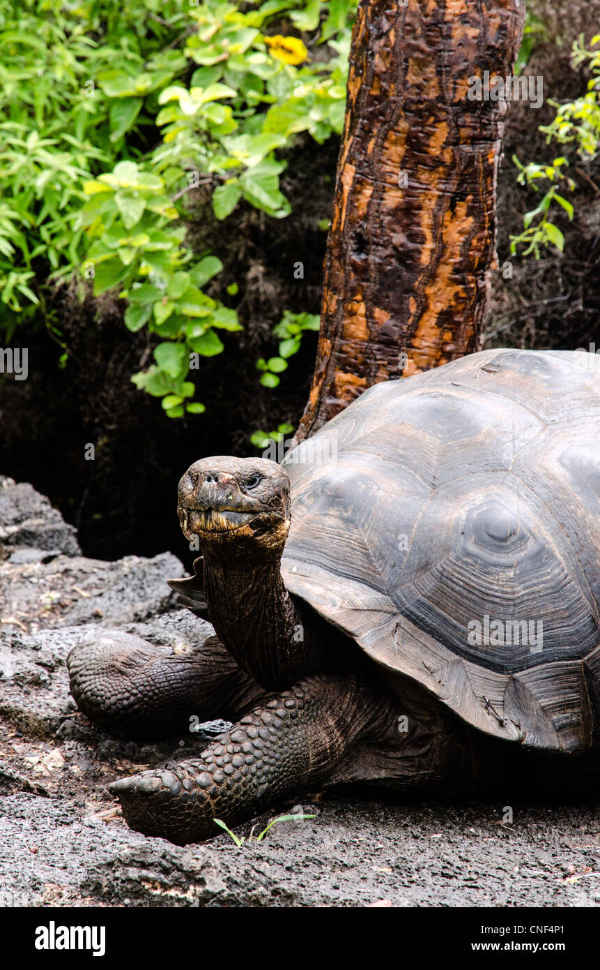 Les tortues géantes des îles Galapagos Équateur Santa Fe Banque D'Images