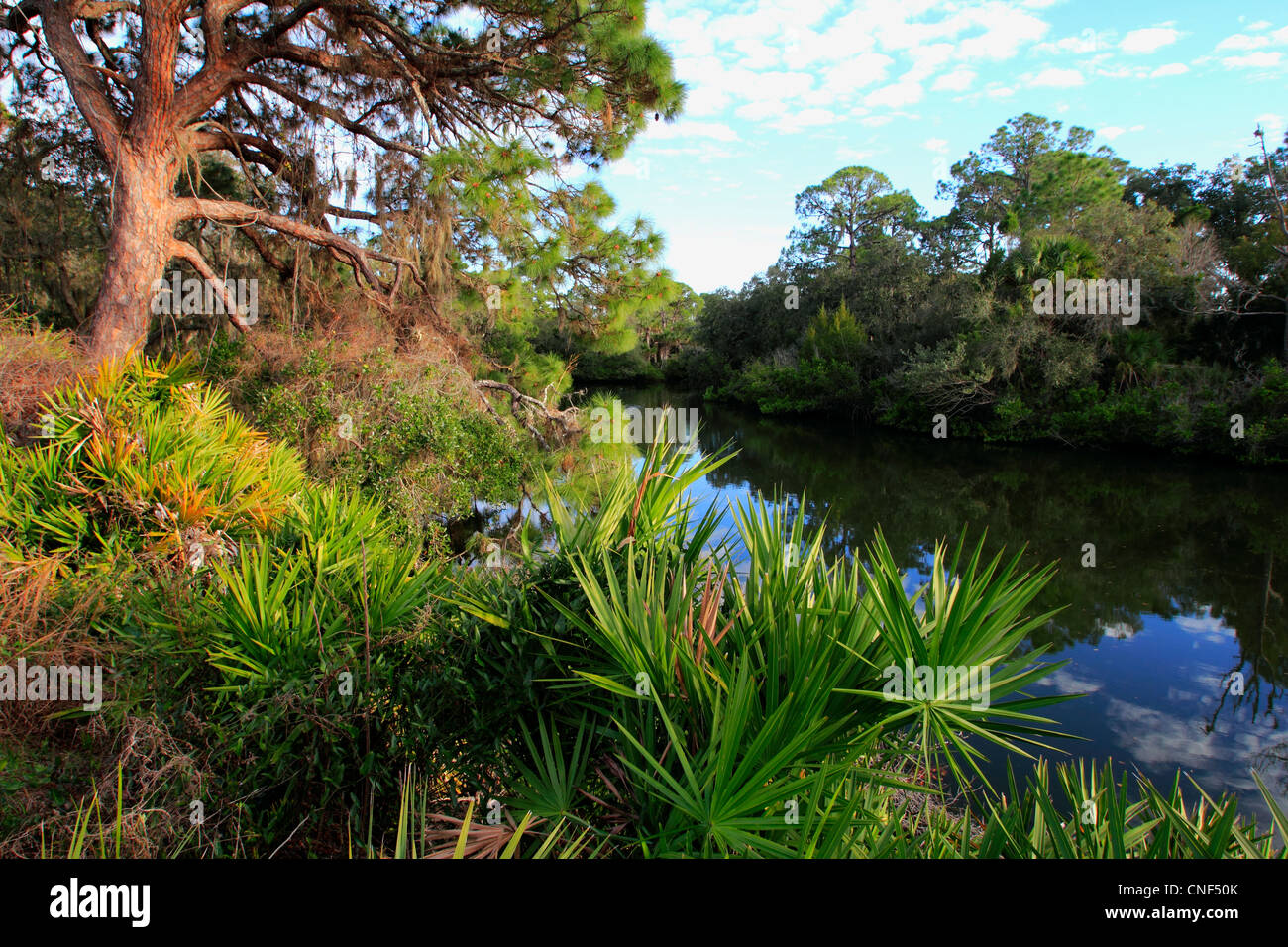 Ruisseau du sud en parc d'état Oscar Scherer en Floride USA Banque D'Images
