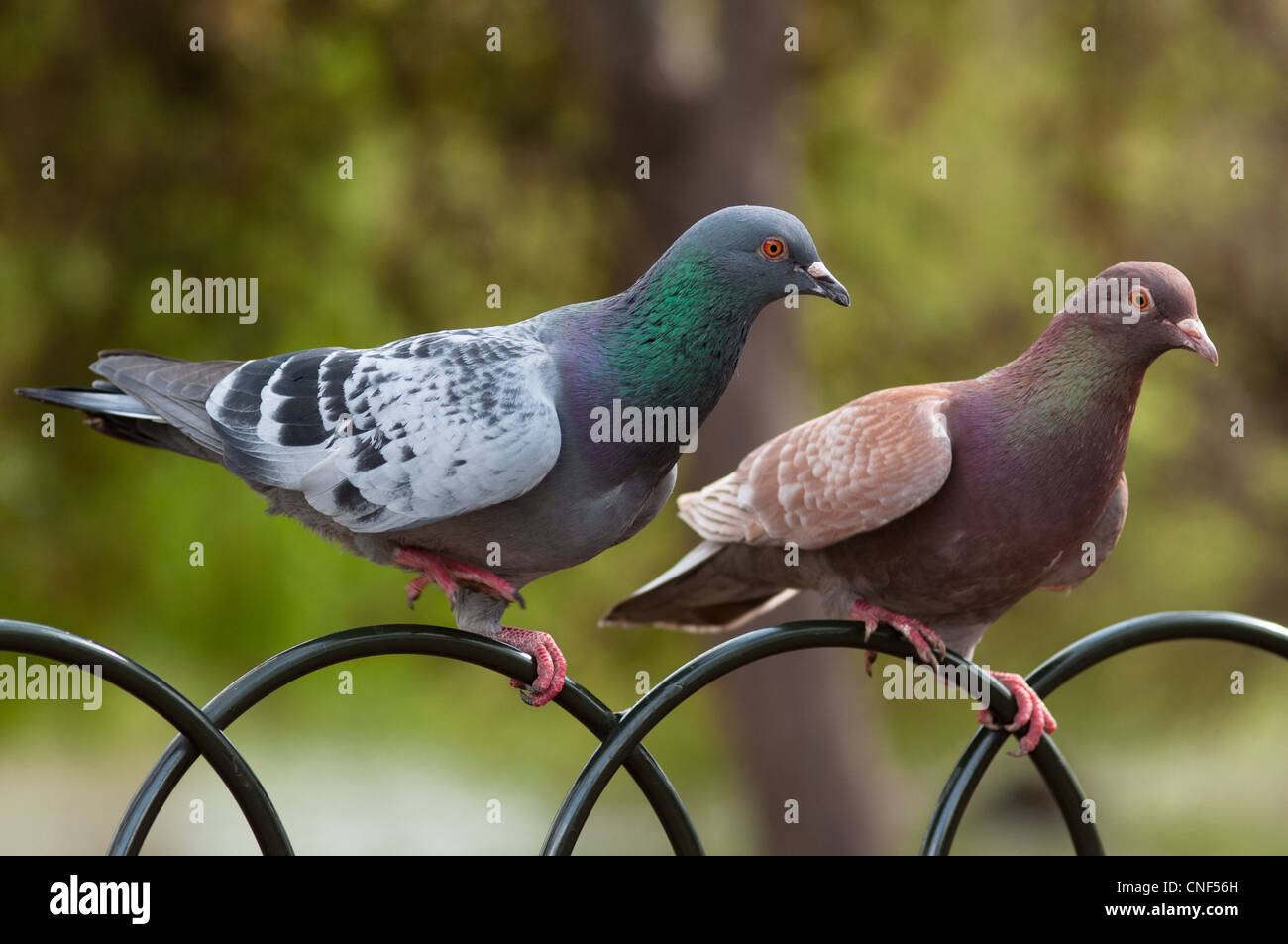 Pigeons Mignons Banque D Image Et Photos Alamy