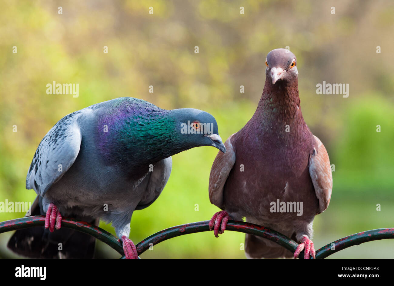 Pigeons Mignons Banque D Image Et Photos Alamy