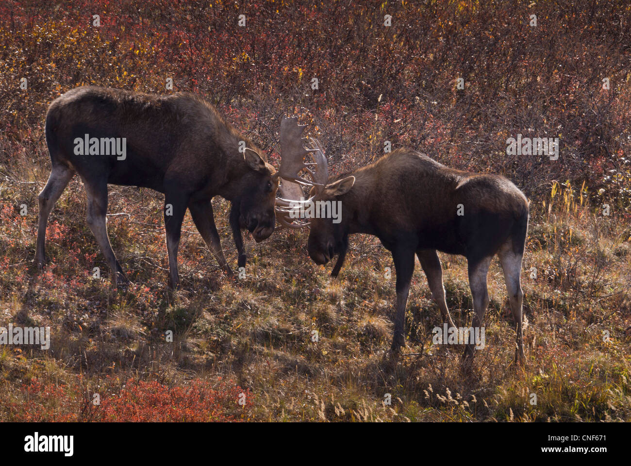 Deux jeunes orignal (Alces alces) s'engager dans une réserve en préparation pour le rut d'automne. De l'Alaska. Banque D'Images