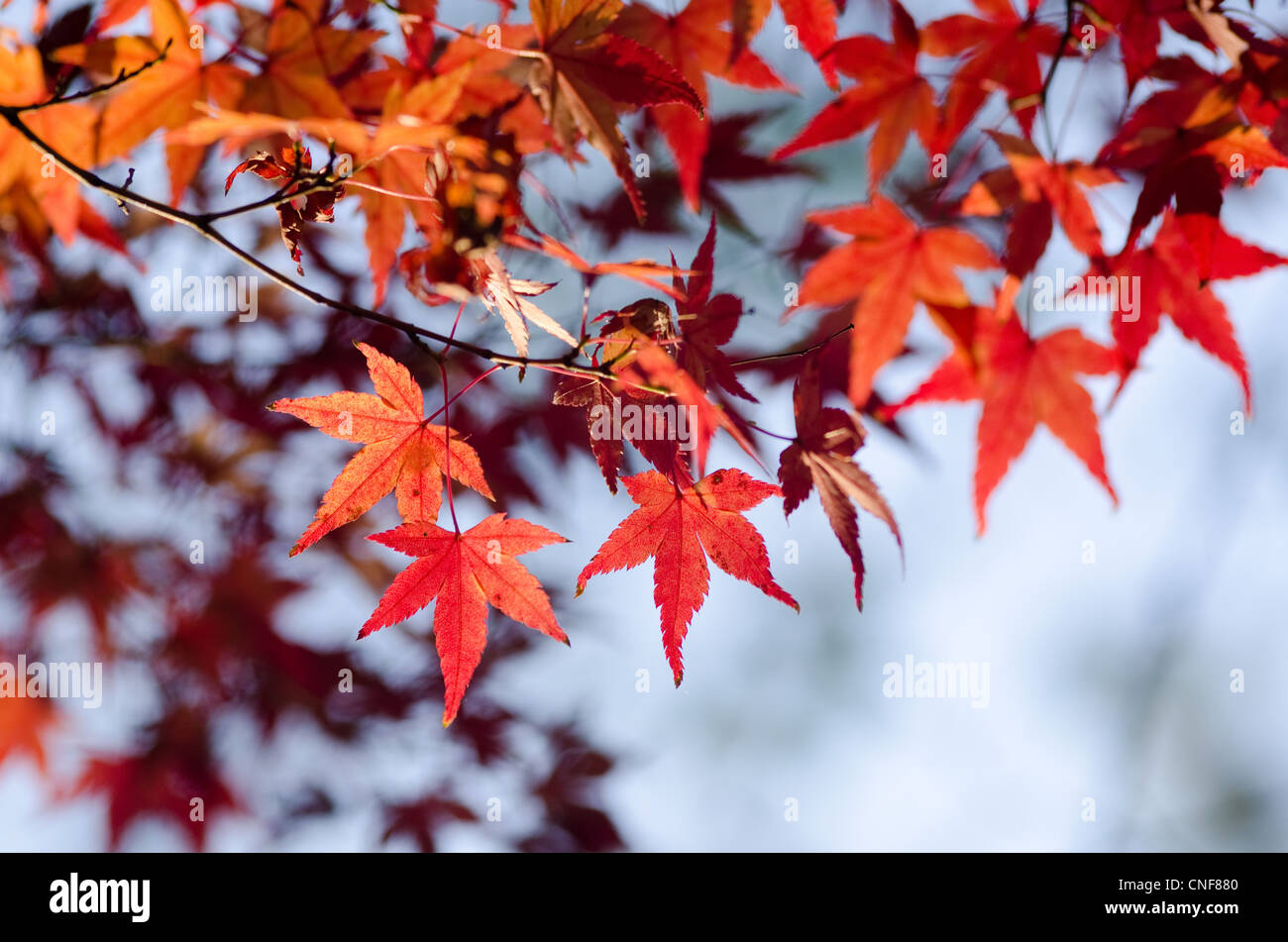 Feuilles rouges de l'érable japonais en automne, le feuillage Banque D'Images