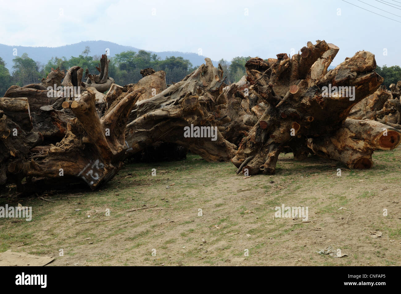 Les racines des arbres en bois de rose d'être exportés en Chine du Laos pour sculpter Banque D'Images