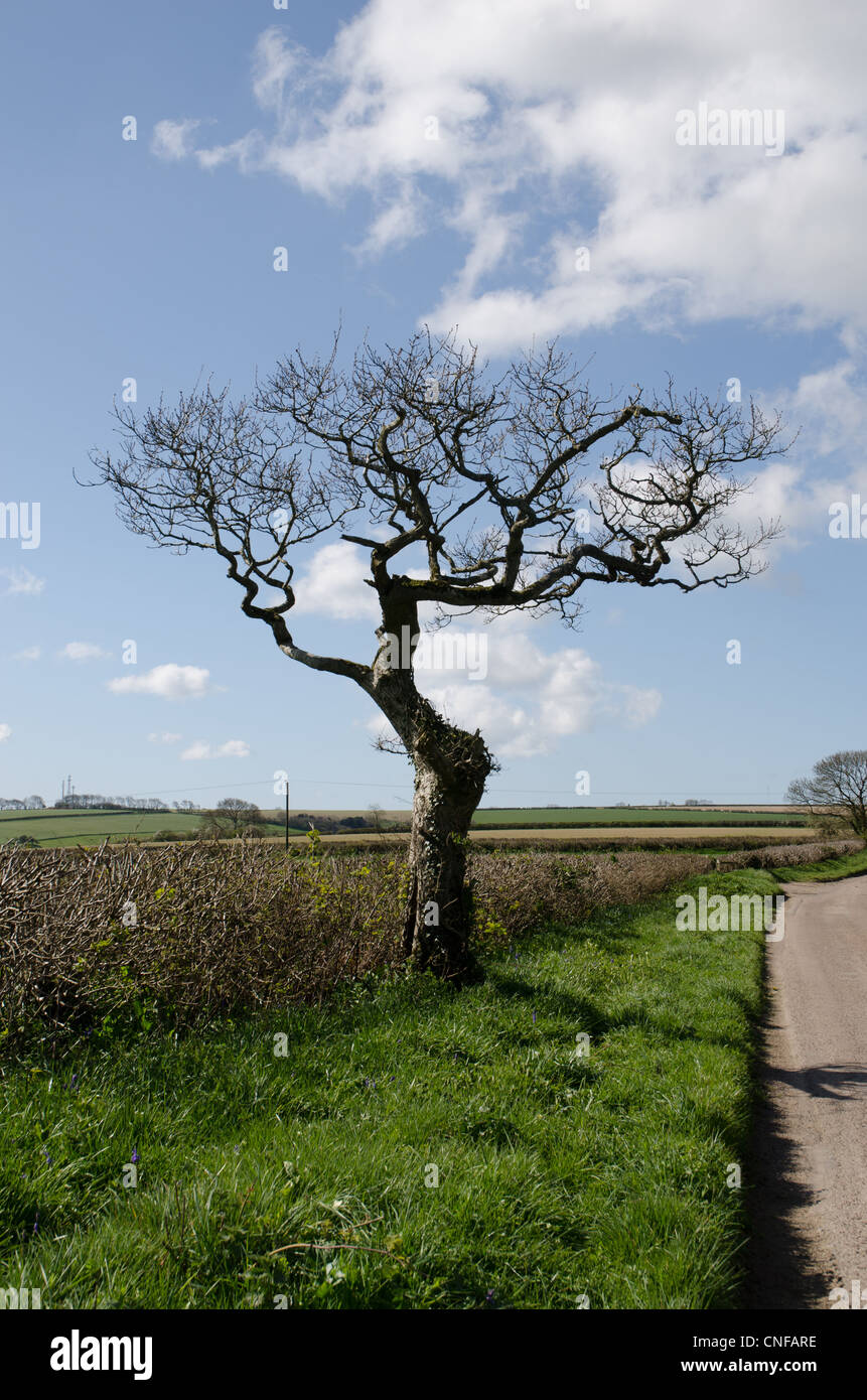 Vieux arbres sans feuilles en forme inhabituelle par la météo contre un ciel bleu dans une voie dans le Dorset UK Banque D'Images