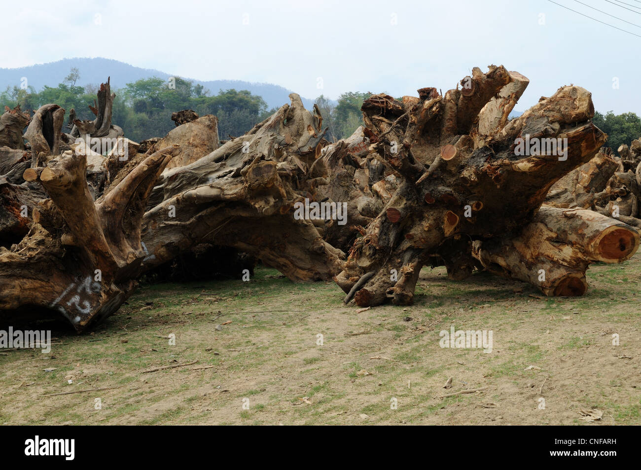 Les racines des arbres en bois de rose d'être exportés en Chine du Laos pour sculpter Banque D'Images