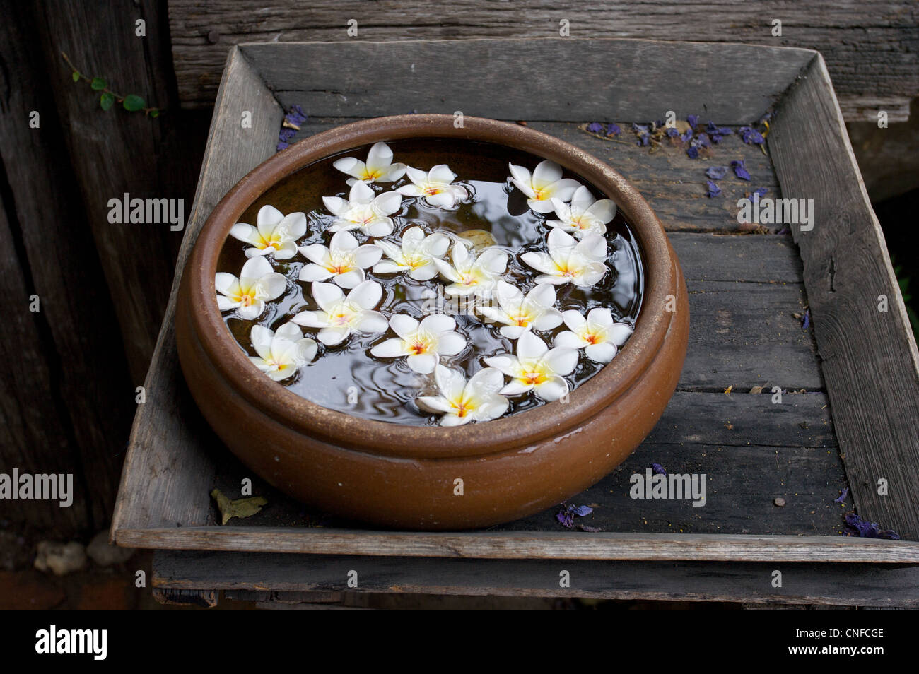 Fleurs dans un bol d'eau, tranquillité d'esprit, Chiang Mai, Thaïlande Banque D'Images