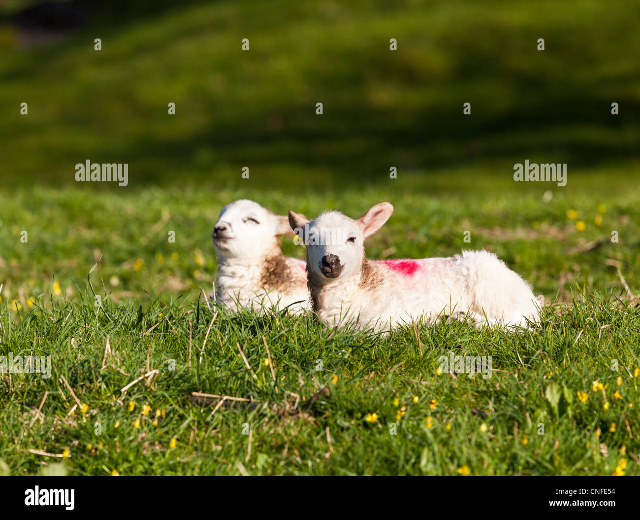 Deux agneaux gallois avec la laine blanche dans un champ au printemps Banque D'Images