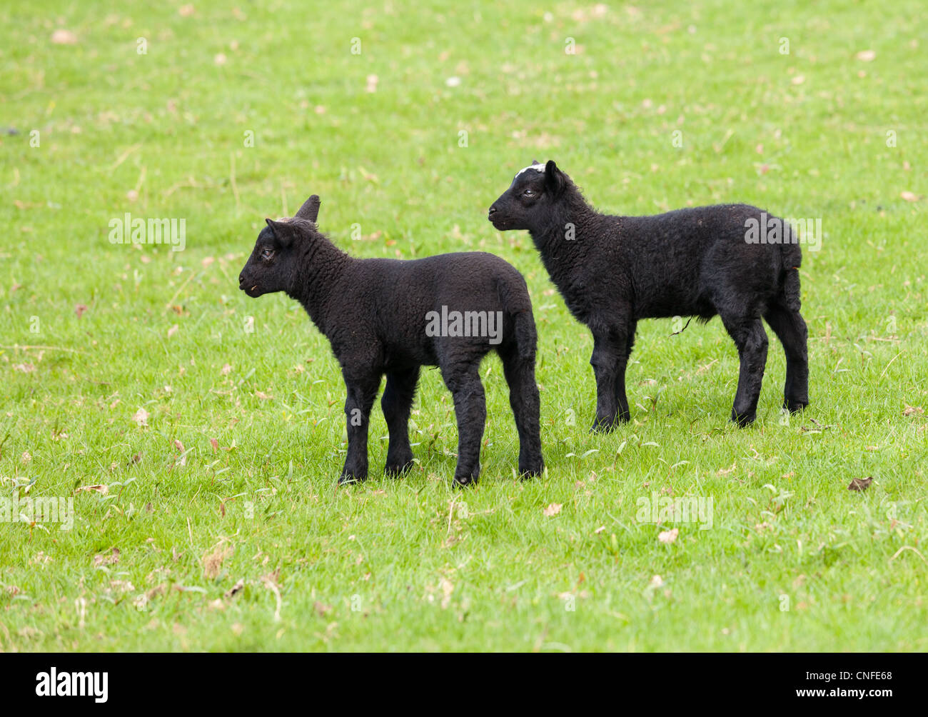 Deux agneaux gallois avec la laine noire dans un champ au printemps Banque D'Images