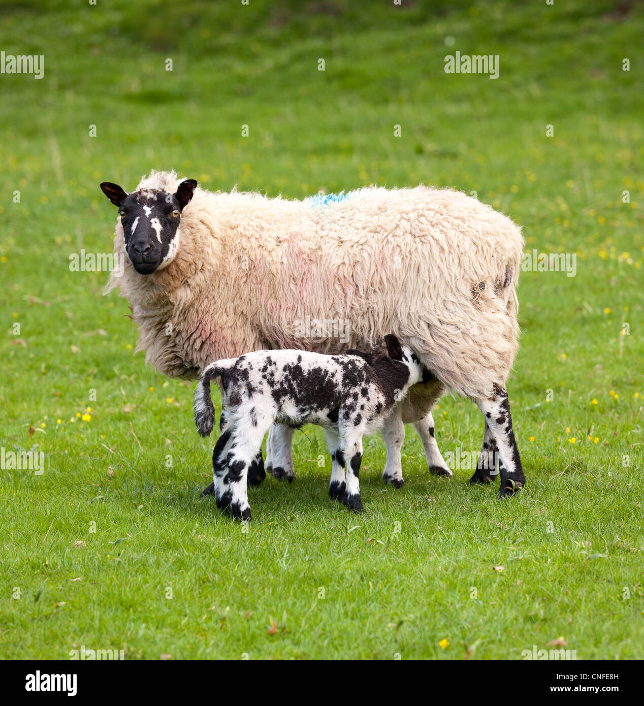 Deux agneaux gallois avec la laine noire et blanche de la mère d'alimentation des brebis Banque D'Images