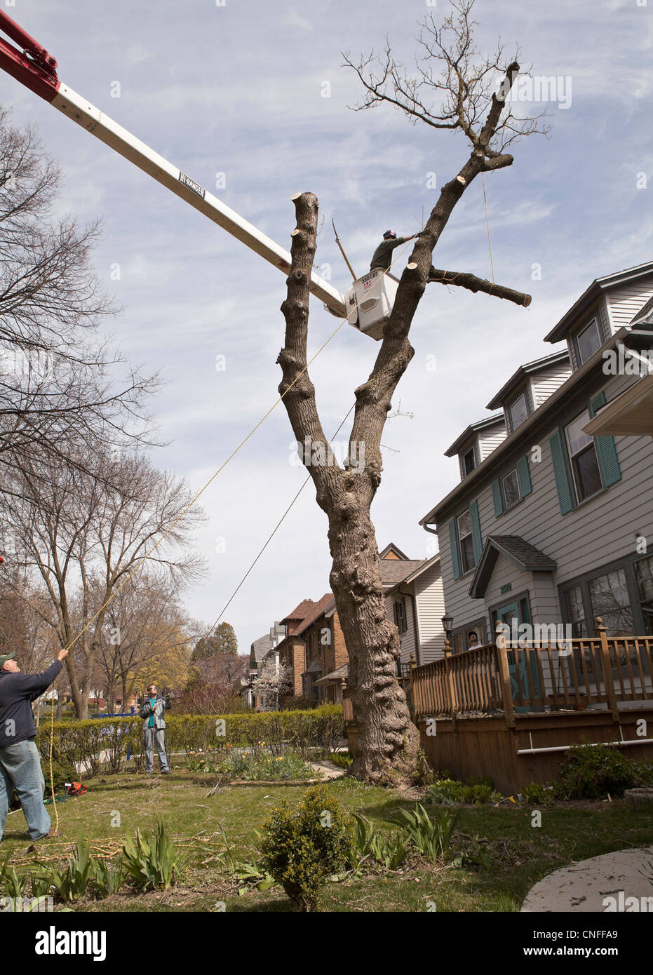 Un arbre est coupé dans une cour avant d'une résidence aux États-Unis. Banque D'Images