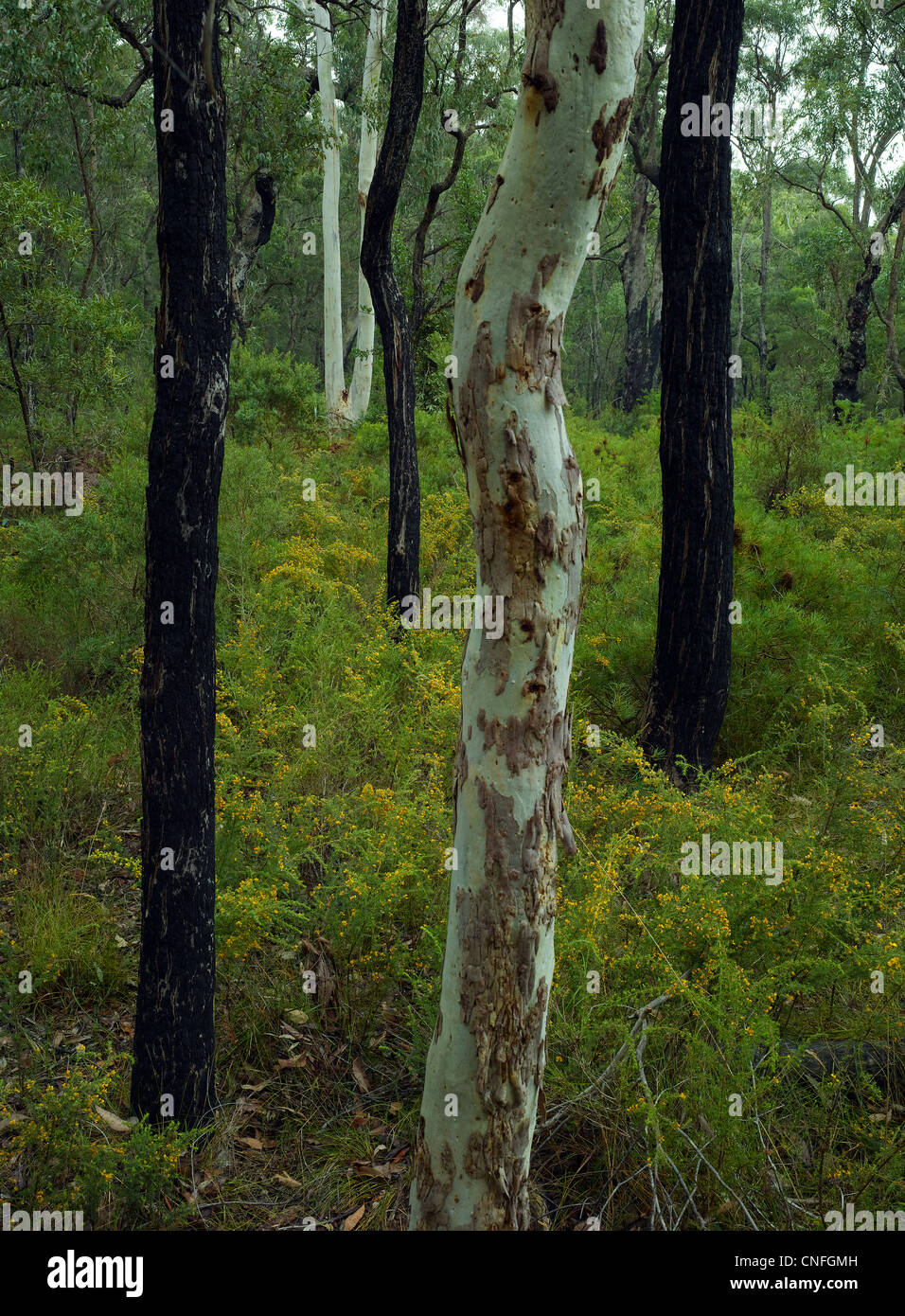 Bois d'eucalyptus, printemps, Nattai National Park NSW Australie Banque D'Images