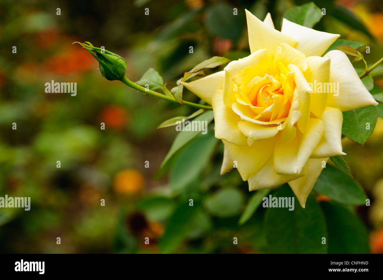 Une belle rose jaune à maturité et un petit blossom Banque D'Images